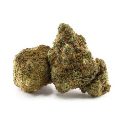 WHOLESALE FLOWER FLYING DUTCHMAN DELTA-10