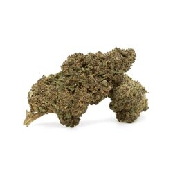 WHOLESALE FLOWER PURPLE GRAPE 10-OH+