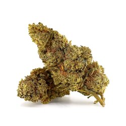 WHOLESALE FLOWER CINDERELLA 99 H5 BLEND