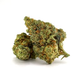 WHOLESALE FLOWER BULL RIDER H5 BLEND