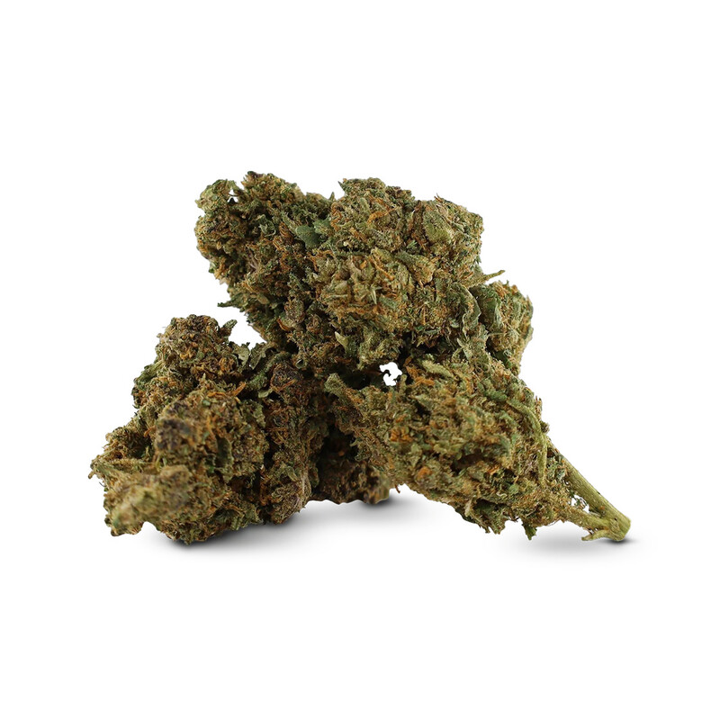WHOLESALE FLOWER GREAT WHITE SHARK DELTA-10